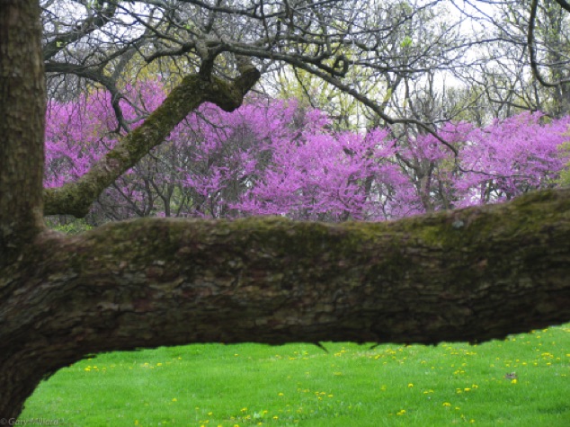 Spring Redbud
Morton Arboretum
Lisle IL